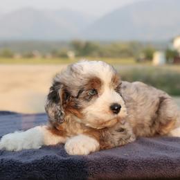 Poppy - Blue merle female Aussiedoodle puppy in Hamilton, Montana from North Lake Aussies