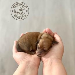 Berry - Cream female Dachshund puppy in Monroe, North Carolina from Dogwood Doxies