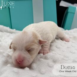 Dottie - Gold and white female Shorkie puppy in Scottsdale, Arizona from Lil Luxe Pups
