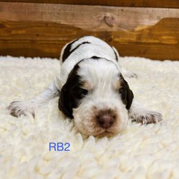 RB2 - Tri-Roan male English Springer Spaniel puppy in Britton, South Dakota from K&S Canines