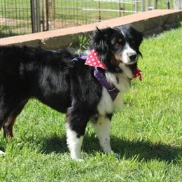 Spook - Miniature American Shepherd