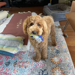 Goldendoodle Puppies from Zink Doodles