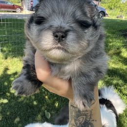 Star - Blue merle female Pomeranian puppy in Medina, Ohio from Forever Pomeranians