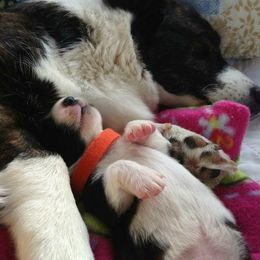 Cardigan Welsh Corgi Puppies from Grandiose Cardigan Welsh Corgis