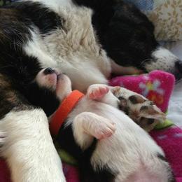 Cardigan Welsh Corgi Puppies from Grandiose Cardigan Welsh Corgis
