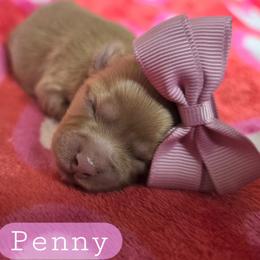 Penny - female Cavapoochon puppy in Bullard, Texas from Cavapoochon Central LLC