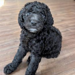 Bellatrix - Black female Sheepadoodle puppy in Austin, Texas from Darling Doodles