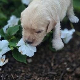 Beau - Cream male Goldendoodle puppy in Arthur, Illinois from Perfect Pugs