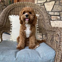 Princeton - Cavapoo