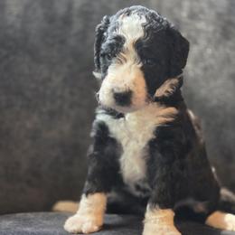 Winnie - female Australian Mountain Doodle puppy in Broken Arrow, Oklahoma from Tulsa Australian Moutain Doodles