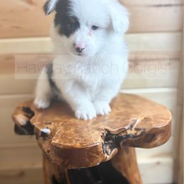 Flannel - 2800 - Black and tan male Pembroke Welsh Corgi puppy in Rozet, Wyoming from Hayday Ranch Corgis