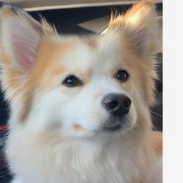 Pomskies and Siberian Huskies from L.A Pomskys