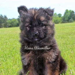 German Shepherd All Grown Up from Haus Wesmiller
