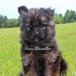 German Shepherd All Grown Up from Haus Wesmiller