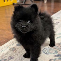Marvin - Black male Pomeranian puppy in Danielsville, Georgia from PassionatePomPoms