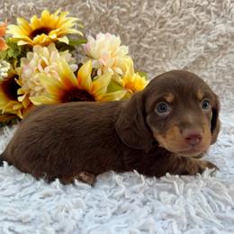 Bruno - Chocolate and tan male Dachshund puppy in Colbert, Oklahoma from Brooke Crenshaw