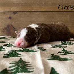 Cheers - Red tri-color female Australian Shepherd puppy in Kearney, Nebraska from Helix Aussies