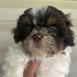 Lilly - Black and white female Shih Tzu puppy in Warsaw, Ohio from Tarkiln Valley Farm