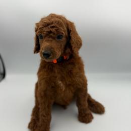 Hurricane - Red  male Poodle puppy in Mount Vernon, Illinois from AMC Poodles
