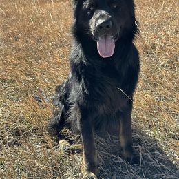 German Shepherd and Golden Retriever Puppies from Sweetheart Therapy Dogs LLC