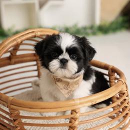 Majesty's Shih Tzu Armani - Black and white male Shih Tzu puppy in Douglas, Massachusetts from Majesty’s Shih Tzus