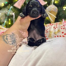 Daisy - Black and cream female Dachshund puppy in Hornbeck, Louisiana from A&Z Mini Dachshunds