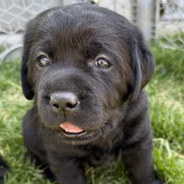 Labrador Retriever puppies from Skywater Labrador Retrievers
