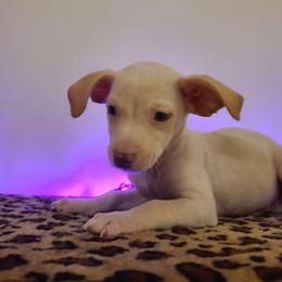 Cameron - Cream and white male Chihuahua puppy in Mesa, Arizona from Sun Valley Chihuahuas & Malinois