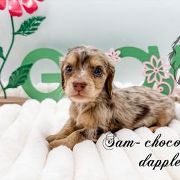 Sam - Dapple male Dachshund puppy in Prairieville, Louisiana from Southern Barron Danes & Dachshunds