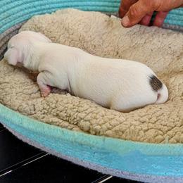Chihuahua Puppies from Wilds Farms