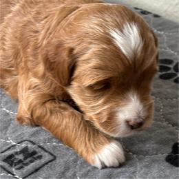 Chanel - Red  female Goldendoodle puppy in Colorado Springs, Colorado from Pikes Peak Doodles