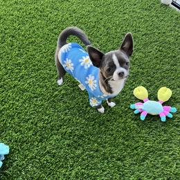Pearl - Chihuahua