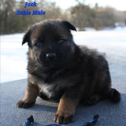 Jack - Sable male German Shepherd puppy in Ratcliff, Arkansas from Ridgeline Shepherds