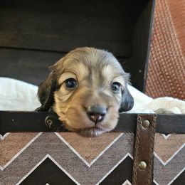Shaded Cream - Cream male Dachshund puppy in Panama City Fl, Florida from Southern Bliss Doxies