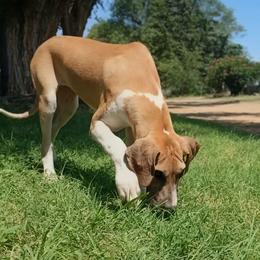 JayJay - Merle female Great Dane puppy in Cunningham, Kansas from Garden Grove Great Danes