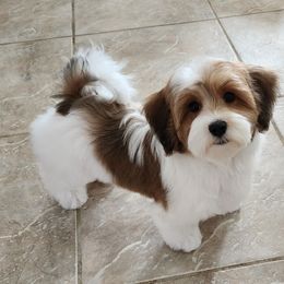 Havanese puppies from VanCort's Happy Havanese