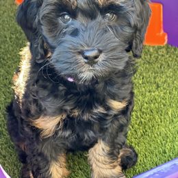 Australian Labradoodle Puppies from Providence Labradoodles, LLC