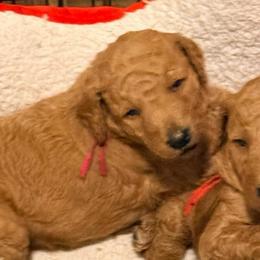 Raven -  Pink collar - Red  female Goldendoodle puppy in Puyallup, Washington from Dawnie’s Doodles