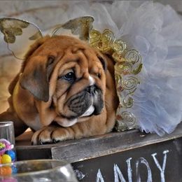 Bulldog Puppies from Dampier Bulldogs Mo
