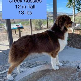 Jesse - Toy Australian Shepherd