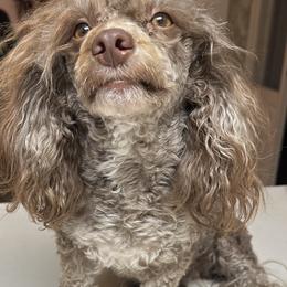 Havanese from A Royal Havanese Court