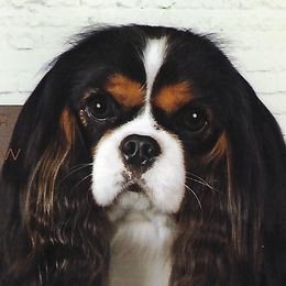 Toby - Cavalier King Charles Spaniel
