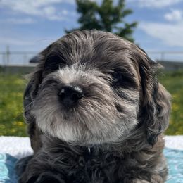 Boy 2 - Blue merle Aussiedoodle puppy in Leitchfield, Kentucky from Salt River Kennels