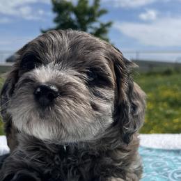 Boy 2 - Blue merle Aussiedoodle puppy in Leitchfield, Kentucky from Salt River Kennels