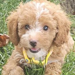 Poodle puppies from Pawfect Soul Puppies