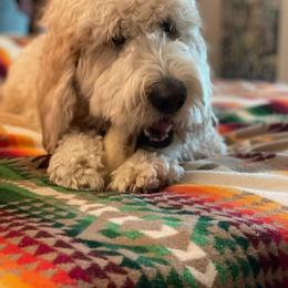 Goldendoodle All Grown Up from Goldenvalley Doodles