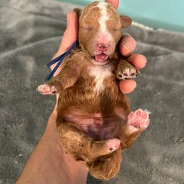 Chase - Red  male Goldendoodle puppy in Pendleton, Oregon from Blushing Doodles
