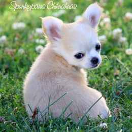 Chihuahua Puppies from Spunkypaws Chihuahuas
