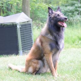 Belgian Tervuren from Chenil du Loup des Bois