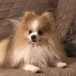 Bandit - Pomeranian